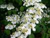 Photo of Genus=Viburnum&Species=plicatum f. tomentosum&Common=Shasta Doublefile Viburnum&Cultivar='Shasta'