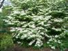 Photo of Genus=Viburnum&Species=plicatum f. tomentosum&Common=Shasta Doublefile Viburnum&Cultivar='Shasta'