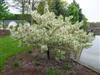 Photo of Genus=Malus&Species=sargentii&Common=Firebird Crabapple&Cultivar='Firebird'