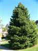 Photo of Genus=Picea&Species=pungens&Common=Colorado Spruce&Cultivar=