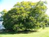 Photo of Genus=Fagus&Species=grandifolia&Common=American Beech&Cultivar=