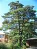 Photo of Genus=Pinus&Species=sylvestris&Common=Scots Pine&Cultivar=