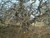 Photo of Genus=Fagus&Species=sylvatica&Common=Contorted Beech&Cultivar='Tortuosa'