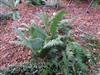 Photo of Genus=Dryopteris&Species=wallichiana&Common=&Cultivar=