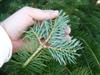 Photo of Genus=Abies&Species=holophylla&Common=Manchurian Fir or Needle Fir&Cultivar=