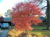 Photo of Genus=Acer&Species=griseum x nikoense&Common=Girard's Hybrid Maple&Cultivar=