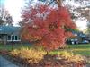 Photo of Genus=Acer&Species=griseum x nikoense&Common=Girard's Hybrid Maple&Cultivar=