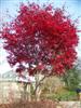 Photo of Genus=Acer&Species=palmatum&Common=Bloodgood Japanese Maple&Cultivar='Bloodgood'