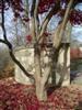 Photo of Genus=Acer&Species=palmatum&Common=Bloodgood Japanese Maple&Cultivar='Bloodgood'