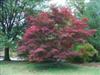 Photo of Genus=Acer&Species=palmatum&Common=Burgundy Lace Japanese Maple&Cultivar='Burgundy Lace'