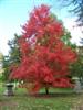 Photo of Genus=Acer&Species=rubrum&Common=Autumn Radiance Red Maple&Cultivar='Autumn Radiance'
