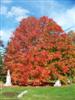 Photo of Genus=Acer&Species=saccharum&Common=Bonfire Sugar Maple&Cultivar='Bonfire'