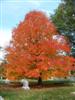 Photo of Genus=Acer&Species=saccharum&Common=Wright Brothers Sugar Maple&Cultivar='Wright Brothers'