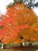 Photo of Genus=Acer&Species=saccharum&Common=Wright Brothers Sugar Maple&Cultivar='Wright Brothers'