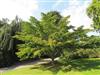 Photo of Genus=Acer&Species=capillipes&Common=Snakebark Maple&Cultivar=