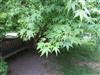 Photo of Genus=Acer&Species=palmatum&Common=Japanese Maple&Cultivar=