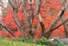 Photo of Genus=Acer&Species=palmatum&Common=Japanese Maple&Cultivar=