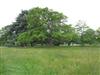 Photo of Genus=Acer&Species=platanoides&Common=Norway Maple&Cultivar='Maculatum'