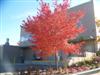 Photo of Genus=Acer&Species=rubrum&Common=Burgundy Belle Red Maple&Cultivar='Magnificent Magenta' Burgundy Belle