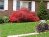 Photo of Genus=Acer&Species=palmatum var. dissectum&Common=Crimson Queen Japanese Maple&Cultivar='Crimson Queen'