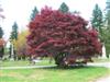 Photo of Genus=Acer&Species=palmatum&Common=Bloodgood Japanese Maple&Cultivar='Bloodgood'