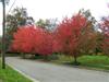 Photo of Genus=Acer&Species=rubrum&Common=Red Sunset Red Maple&Cultivar='Franksred' Red Sunset