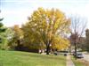 Photo of Genus=Acer&Species=saccharinum&Common=Silver Maple&Cultivar=