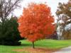 Photo of Genus=Acer&Species=saccharum&Common=Legacy Sugar Maple&Cultivar='Legacy'