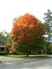 Photo of Genus=Acer&Species=saccharum&Common=Legacy Sugar Maple&Cultivar='Legacy'