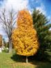 Photo of Genus=Acer&Species=saccharum&Common=Arrowhead Sugar Maple&Cultivar='Arrowhead'