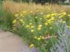 Photo of Genus=Achillea&Species=&Common=Moonshine Yarrow&Cultivar='Moonshine'