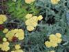 Photo of Genus=Achillea&Species=fillipendulina&Common=Fernleaf Yarrow&Cultivar=