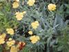 Photo of Genus=Achillea&Species=fillipendulina&Common=Fernleaf Yarrow&Cultivar=