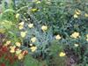 Photo of Genus=Achillea&Species=fillipendulina&Common=Fernleaf Yarrow&Cultivar=