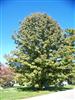 Photo of Genus=Aesculus&Species=flava&Common=Yellow Buckeye&Cultivar=