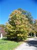 Photo of Genus=Aesculus&Species=flava&Common=Yellow Buckeye&Cultivar=