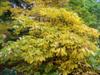 Photo of Genus=Aesculus&Species=parviflora var. serotina&Common=Rogers Bottlebrush Buckeye&Cultivar='Rogers'