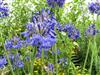 Photo of Genus=Agapanthus&Species=&Common=Bressingham Blue Africa Lily&Cultivar='Bressingham Blue'