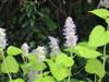 Photo of Genus=Agastache&Species=foeniculum&Common=Anise Hyssop&Cultivar=