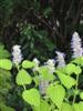 Photo of Genus=Agastache&Species=foeniculum&Common=Anise Hyssop&Cultivar=