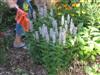 Photo of Genus=Agastache&Species=foeniculum&Common=Anise Hyssop&Cultivar=