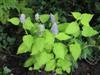 Photo of Genus=Agastache&Species=foeniculum&Common=Anise Hyssop&Cultivar=