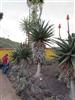 Photo of Genus=Aloe&Species=ferox&Common=Cape Aloe, Red Aloe, Tap Aloe&Cultivar=