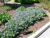 Photo of Genus=Amsonia&Species=x&Common=Blue Ice Amsonia&Cultivar='Blue Ice'