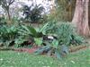 Photo of Genus=Anthurium&Species=salvinii&Common=Birds nest anthurium&Cultivar=