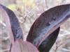 Photo of Genus=Aronia&Species=melanocarpa&Common=Black Chokeberry&Cultivar=