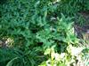 Photo of Genus=Arum&Species=italicum&Common=Italian Arum&Cultivar='Pictum'