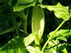 Photo of Genus=Arum&Species=italicum&Common=Italian Arum&Cultivar='Pictum'