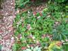 Photo of Genus=Asarum&Species=canadense&Common=Wild Ginger&Cultivar=