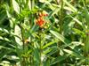 Photo of Genus=Asclepias&Species=curassavica&Common=Silky Deep Red Milkweed&Cultivar=Silky Deep Red